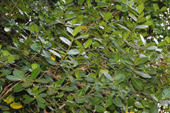 Calophyllum apetalum